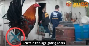 Don'ts in Raising Fighting Cocks