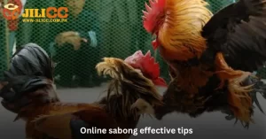 Online sabong effective tips at Jilicc