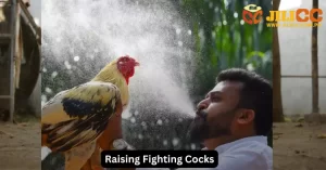 Raising fighting cocks