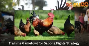 Training Gamefowl for Sabong Fights Strategy