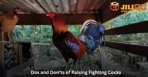 Dos and Don'ts of Raising Fighting Cocks