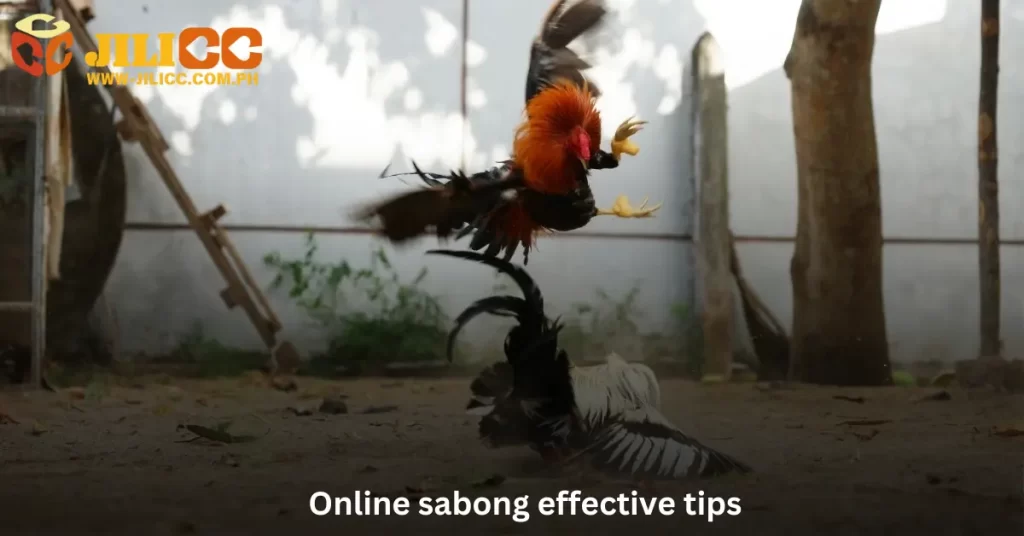 Online sabong effective tips at Jilicc