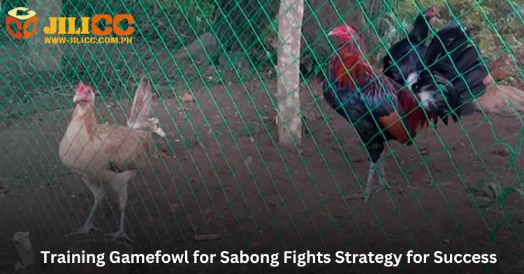 Training Gamefowl for Sabong Fights Strategy for Success